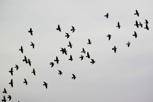 bird pigeon pigeons