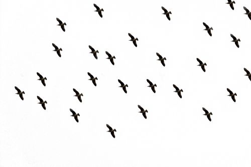 bird sky flight