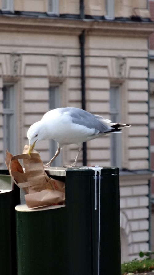 bird trash city