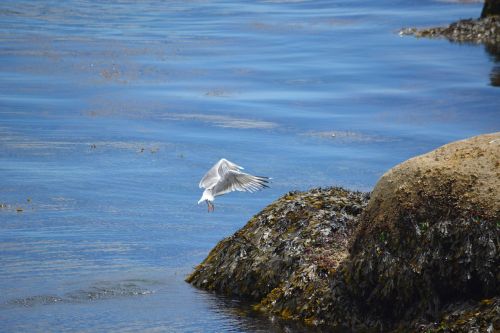 bird gull animal