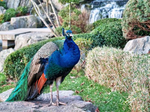 bird peafowl peacock