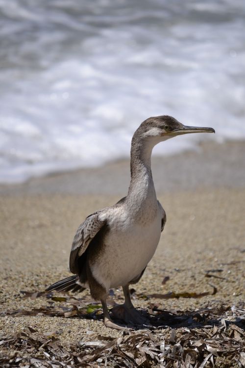 bird sea birds