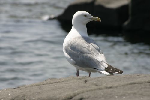 bird seagull gull