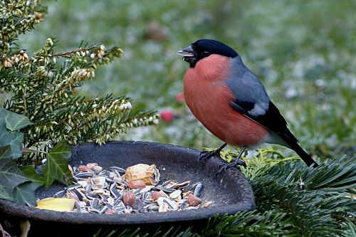 bird bullfinch pyrrhula