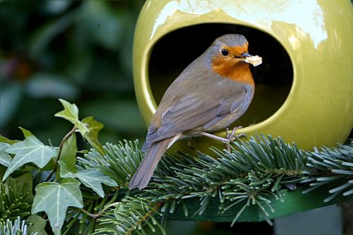 bird robin erithacus rubecula