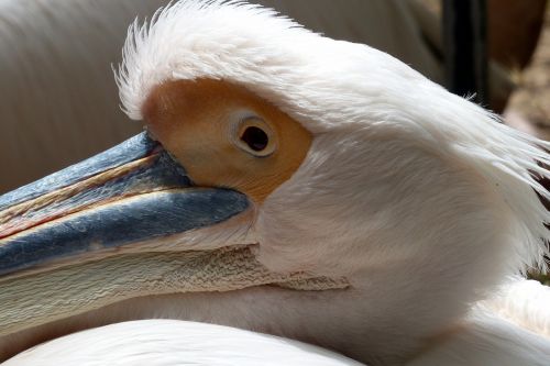 bird head beak