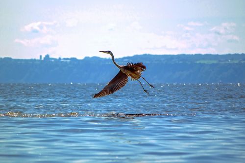 bird great blue heron animal