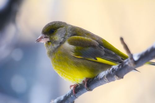 bird wildlife colorful