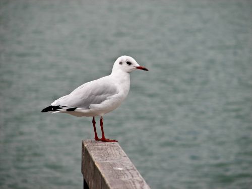 bird seagull water bird