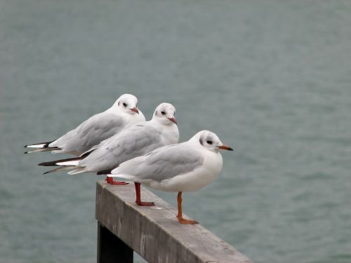 bird seagull water bird