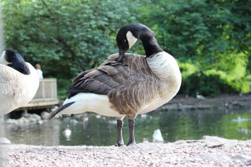 bird nature lake