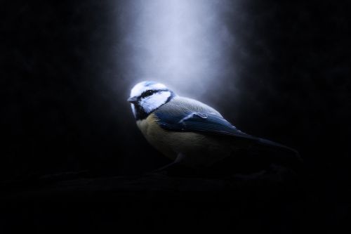 bird blue tit animal