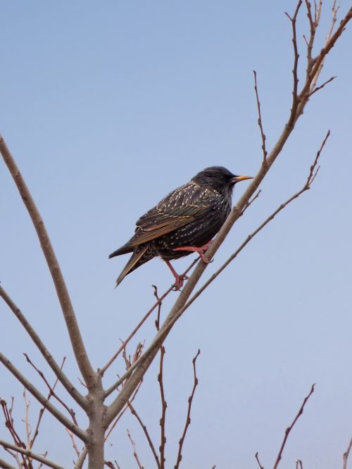 bird starling branch