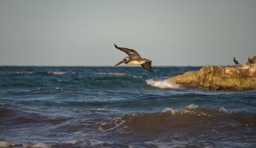 bird cormoran sea