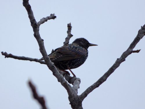 bird starling branch