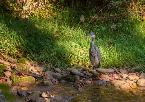 bird heron nature