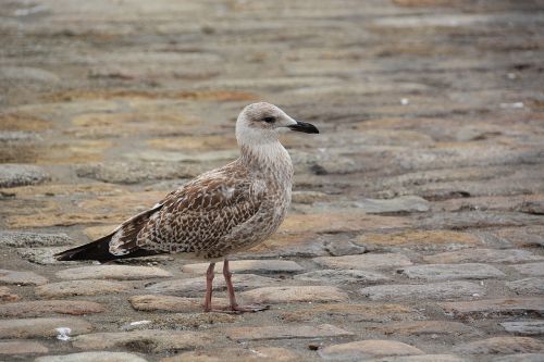 bird young gull fauna