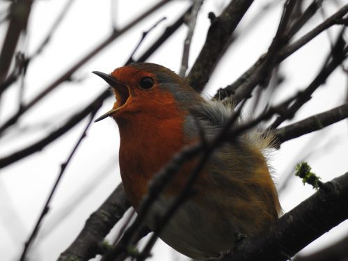 bird robin animal