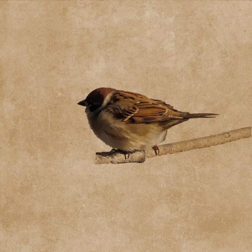 bird sparrow plumage