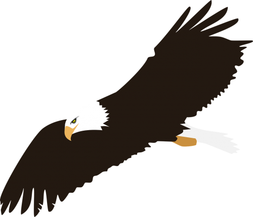 bird colour eagle