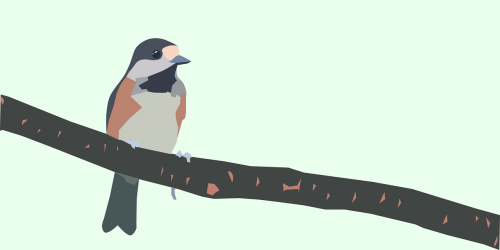 bird branch tit