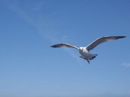 bird seagull istanbul