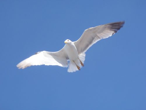 bird seagull fly
