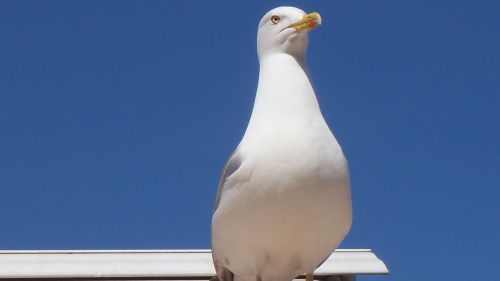 bird seagull profile