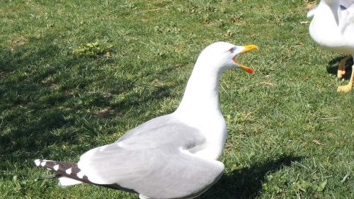 bird seagull running