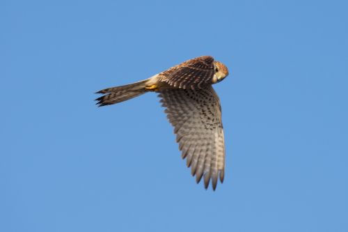 bird raptor falcon