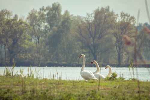 bird nature animal