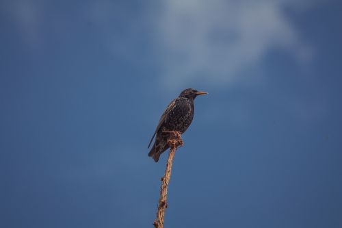 bird nature animal