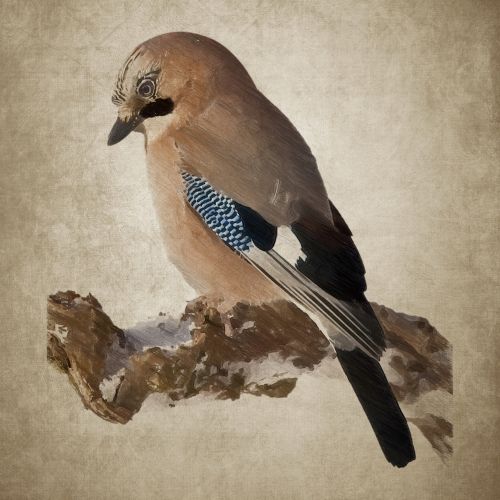 bird jay plumage