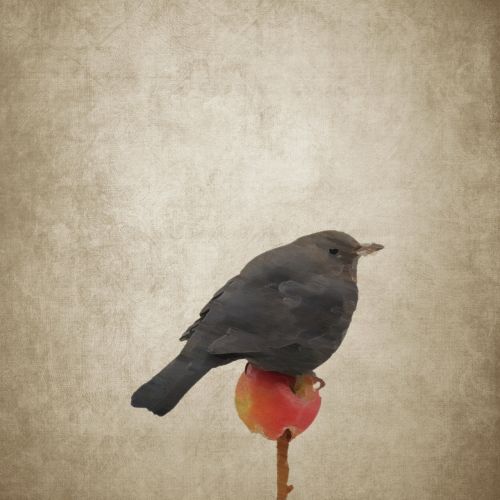 bird blackbird apple