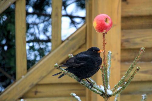 bird blackbird fir