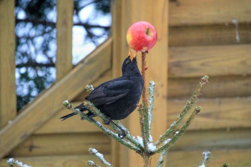 bird blackbird fir