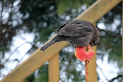 bird blackbird female