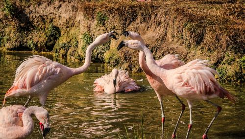 bird flamingos squabling altercation
