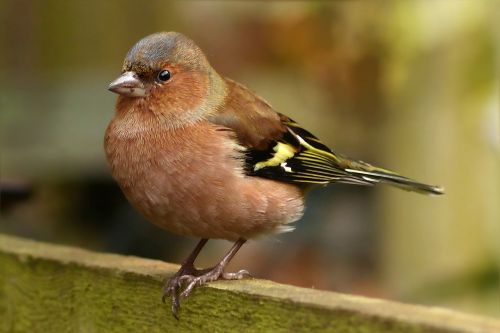 bird songbird chaffinch
