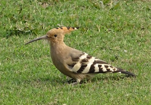 bird avian hoopoe