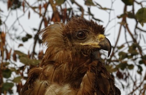 bird portrait avian