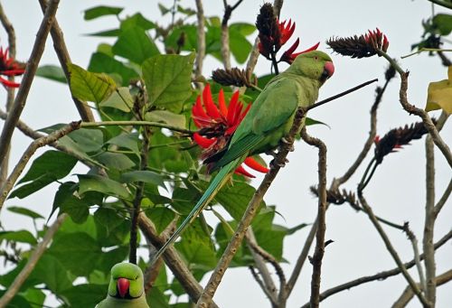 bird parakeet green