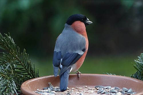 bird bullfinch pyrrhula