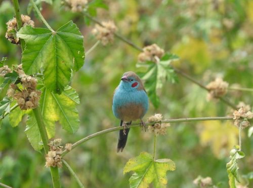 bird ethiopia blue