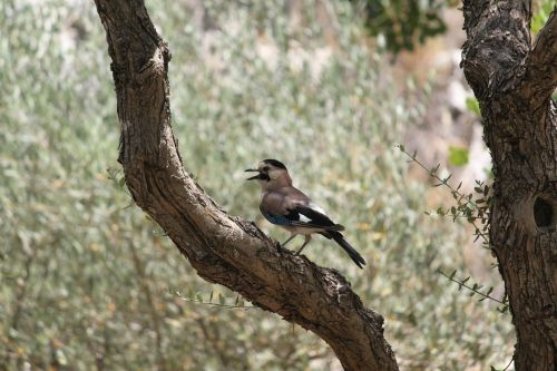 bird animal songbird