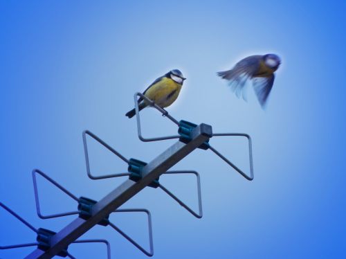 bird antenna tit