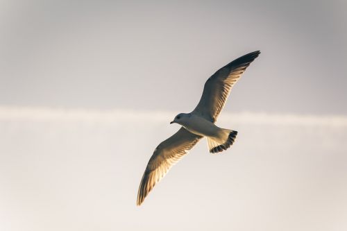 bird seagull seevogel