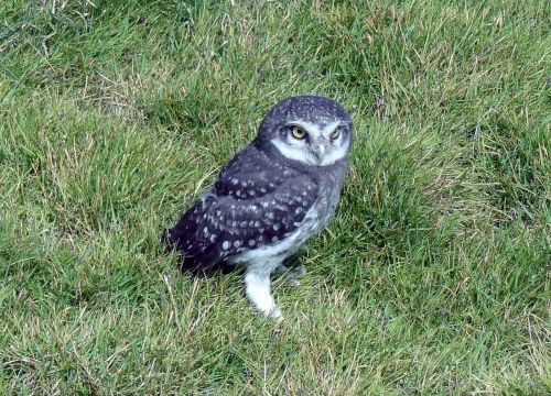 bird owl spotted owlet