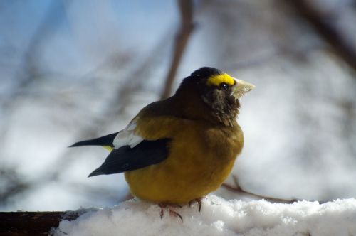 bird nature winter