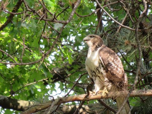 bird hawk broad winged hawk